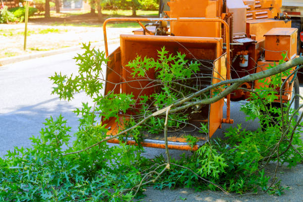 The Steps Involved in Our Tree Care Process in Avilla, AR